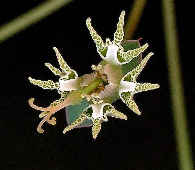 File:Euphorbia tridentata ies.jpg