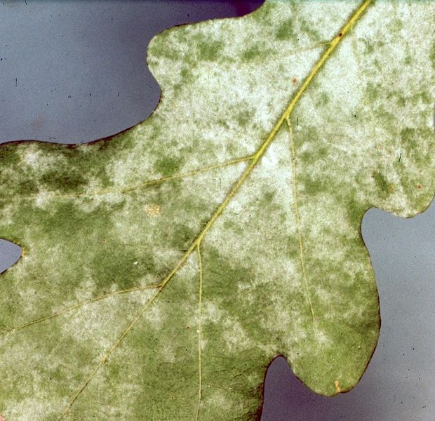 File:Microsphaera alphitoides on oak.jpg