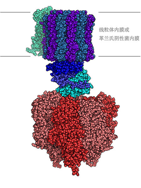 文件:Atp synthase (simplified Chinese).jpg