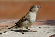 一隻胸腹部為白色，翅膀和頭有紋路的小鳥，站在水泥上