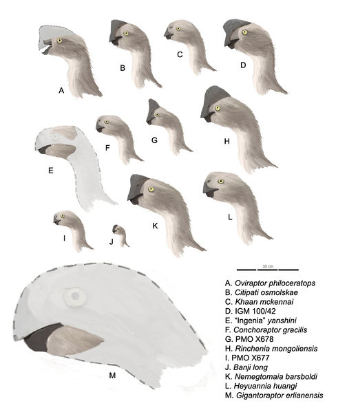 文件:Oviraptorinaeprofiles.jpg