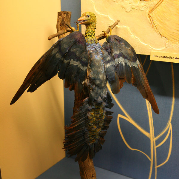 文件:Archaeopteryx-img 0291b.jpg