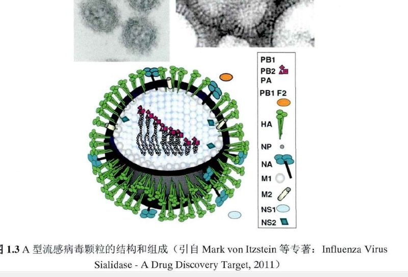 File:A型流感病毒.jpg
