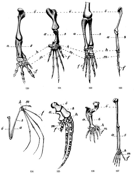 File:Arm skeleton comparative NF 0102.5-2.png
