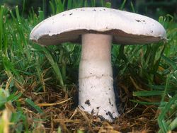 蘑菇 Agaricus campestris（伞菌目）