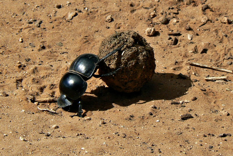 File:Flightless Dung Beetle Circellium Bachuss, Addo Elephant National Park, South Africa.JPG