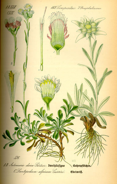 文件:Illustration Leontopodium alpinum0.jpg