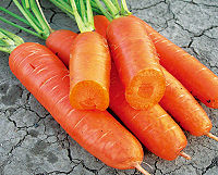 胡萝卜,胡萝卜的功效与作用