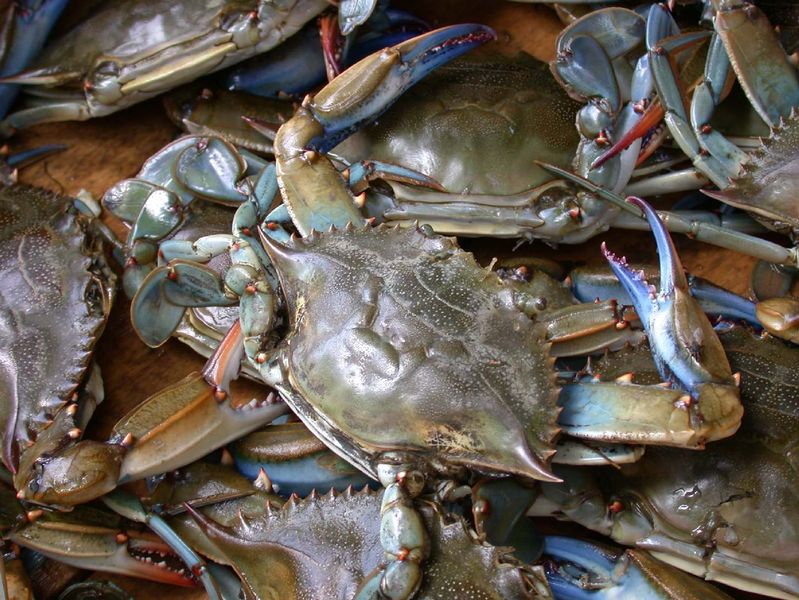 文件:Blue crab on market in Piraeus - Callinectes sapidus Rathbun 20020819-317.jpg