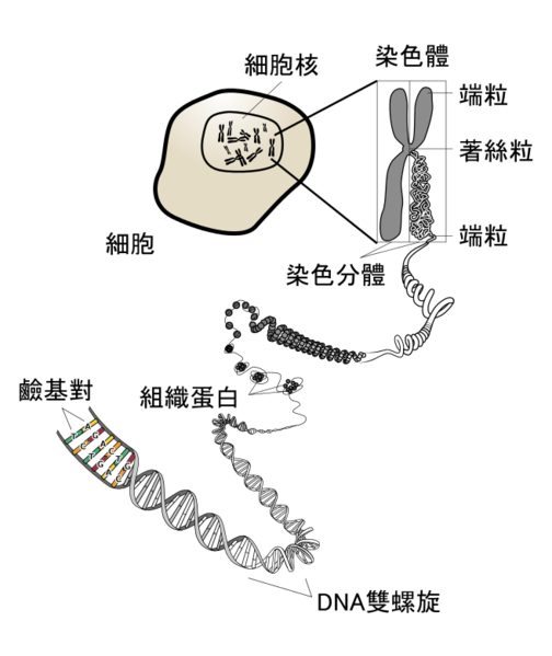 File:Chromosome zh-tw.svg