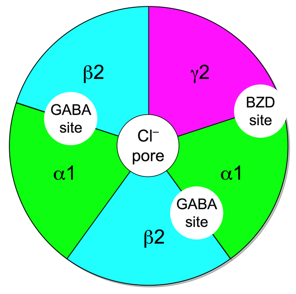 文件:GABAA-receptor-protein-example.png
