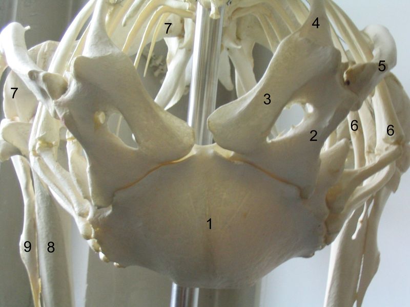File:Shoulder girdle-ostrich.jpg