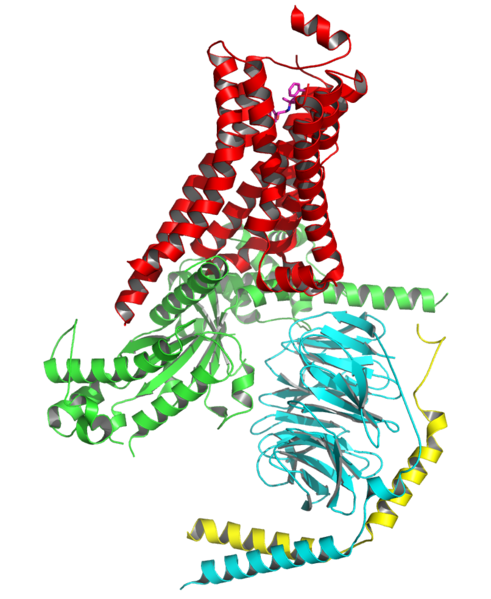 File:Beta2Receptor-with-Gs.png