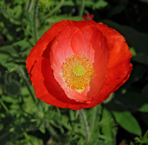 文件:Red Poppy Papaver Flower Center 2104px.jpg