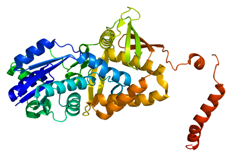 文件:Protein ASS1 PDB 2nz2.png