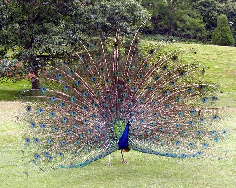 文件:Peacock.displaying.better.800pix.jpg