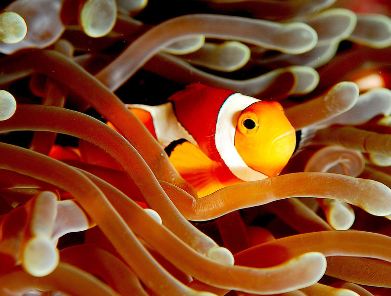 文件:Clownfish (Amphiprion ocellaris).jpg