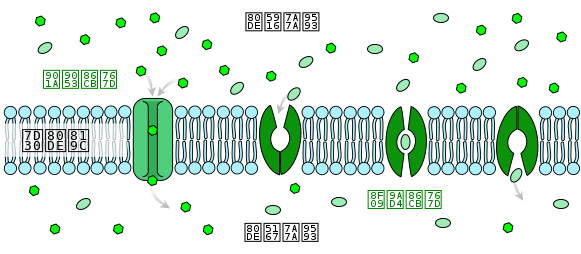 File:Scheme facilitated diffusion in cell membrane-zh (zh-tw).svg