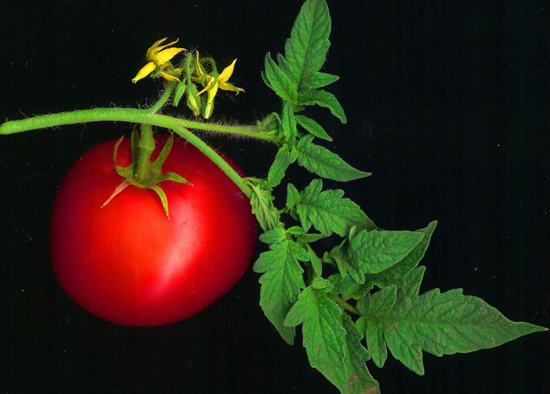 文件:Tomato scanned.jpg