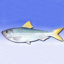 青鱗魚