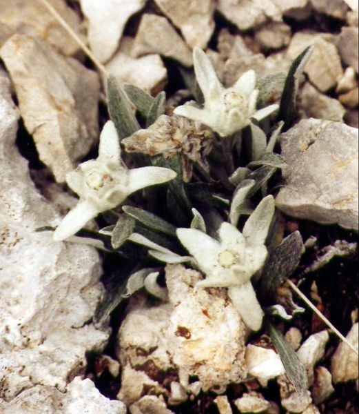 文件:Leontopodium alpinum.jpg