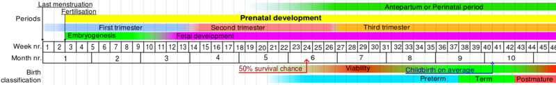 File:Prenatal development table.svg