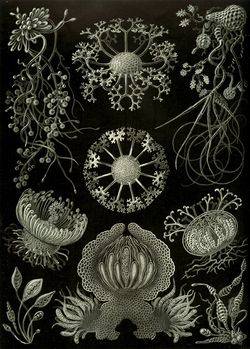 《自然界的藝術形態》 (1904), 圖版 73: Ascomycetes