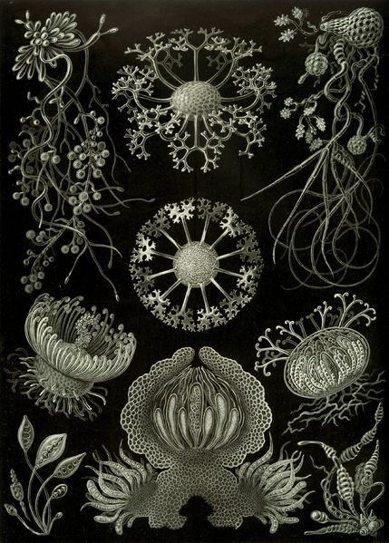 File:Haeckel Ascomycetes.jpg