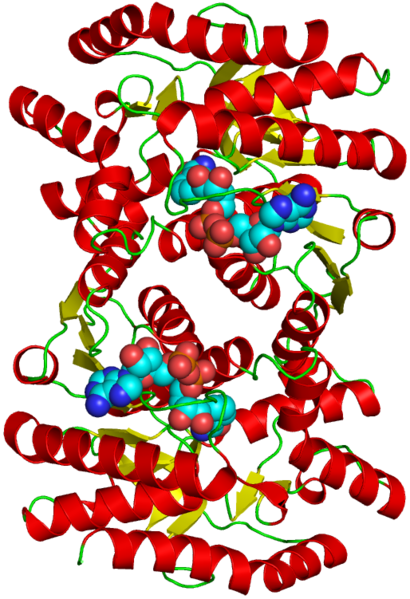 文件:Malate dehydrogenase structure.png