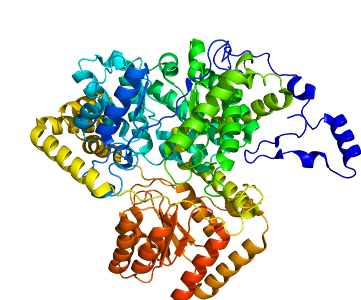 文件:Protein MUT PDB 2XIJ.png