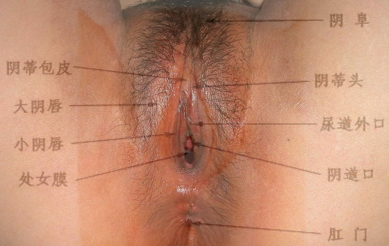 File:Fremale reproductive organs to see through.jpg