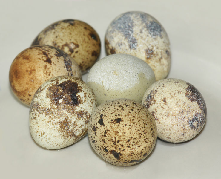File:Common Quail eggs.jpg