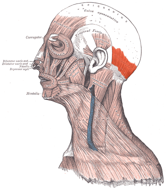 文件:Musculus occipitalis.png