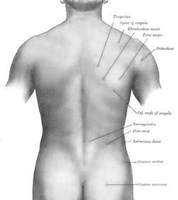 Surface anatomy of the back-Gray.png