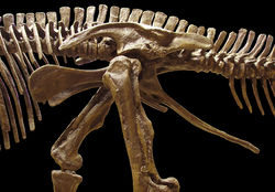 埃德蒙顿龙的骨盆结构（左侧）牛津大学自然历史博物馆