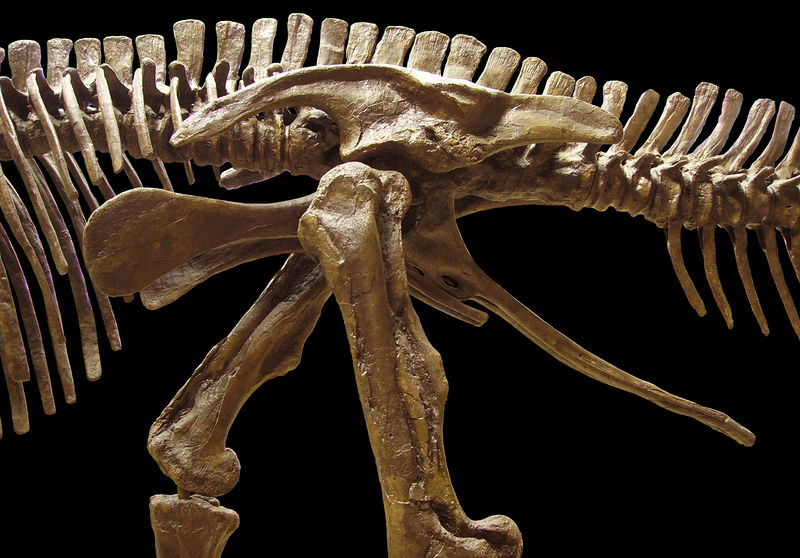 文件:Edmontosaurus pelvis left.jpg