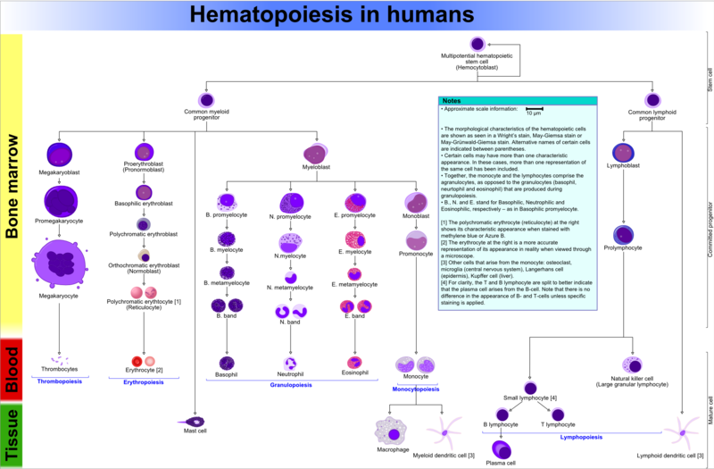 文件:Hematopoiesis (human) diagram.png
