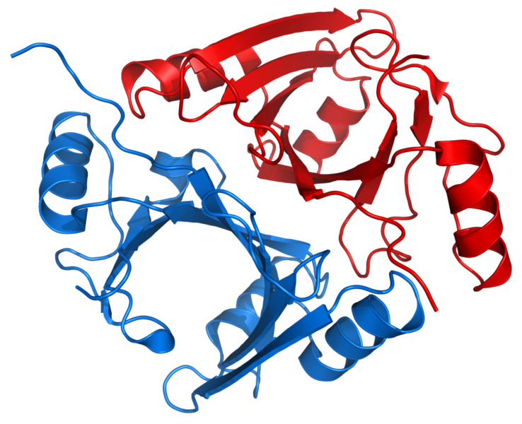 文件:Methylmalonyl-CoA epimerase 1JC5.png