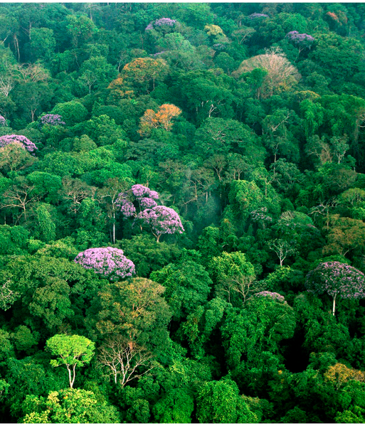 File:Forest on Barro Colorado.png