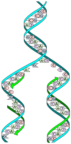 File:DNA replication split.svg