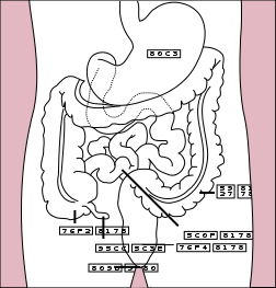 文件:Stomach colon rectum diagram zh-tw.svg