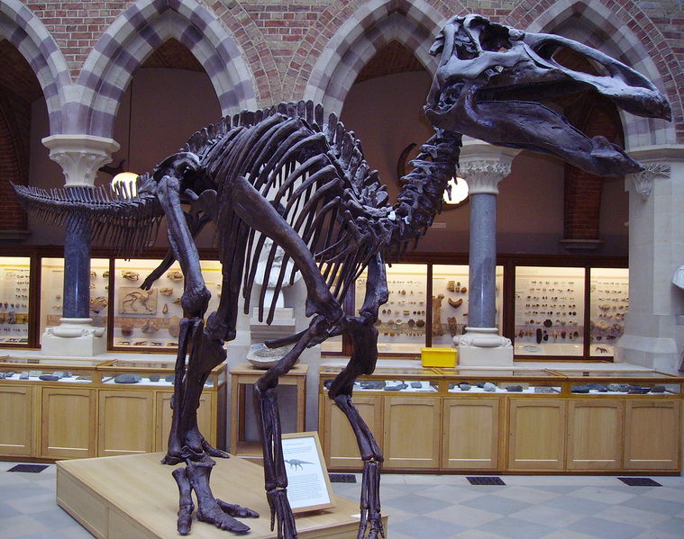 文件:Edmontosaurusskel.jpg