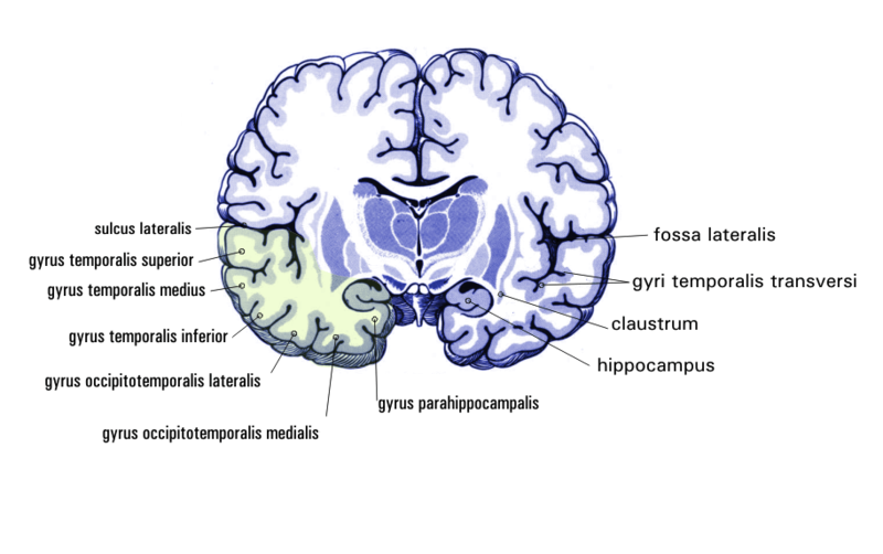 File:Gehirn Frontalschnitt hippocampus.png