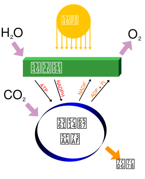File:Simple photosynthesis overview zh.svg