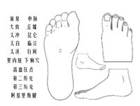 互動(dòng)版人體穴位圖足部.jpg