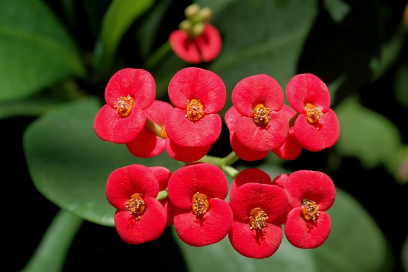 File:Euphorbia Milii flowers.jpg