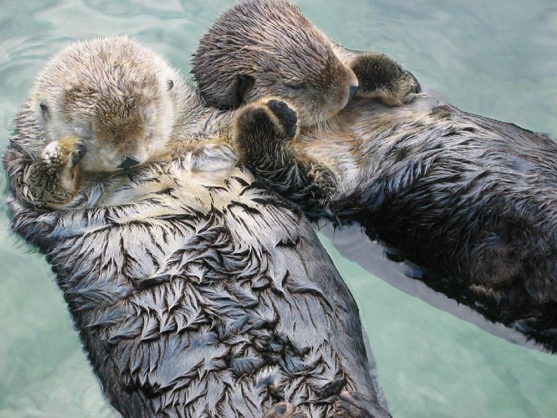 File:Sea otters holding hands.jpg