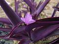 紫鴨跖草