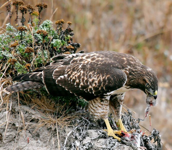 File:Hawk eating prey.jpg