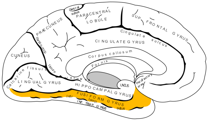 File:Gray727 fusiform gyrus.png